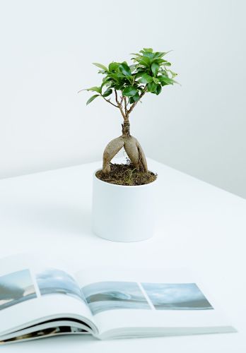 Graphic design stylish vase (Demo)