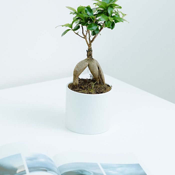 Graphic design stylish vase (Demo)